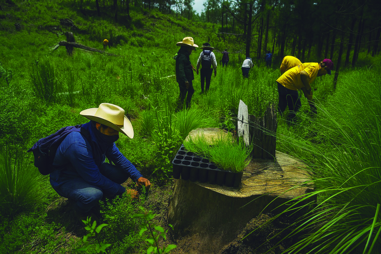 Imagen para los medios: 13. Regenerativa del suelo de conservación y áreas naturales protegidas